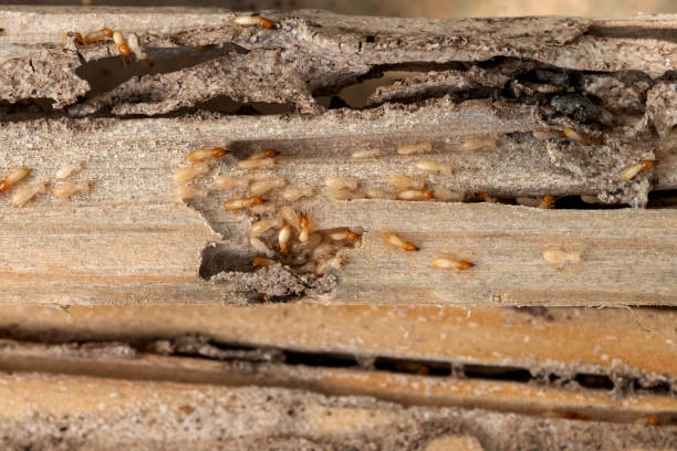 Reliable Central High, OK Pest Control Solutions