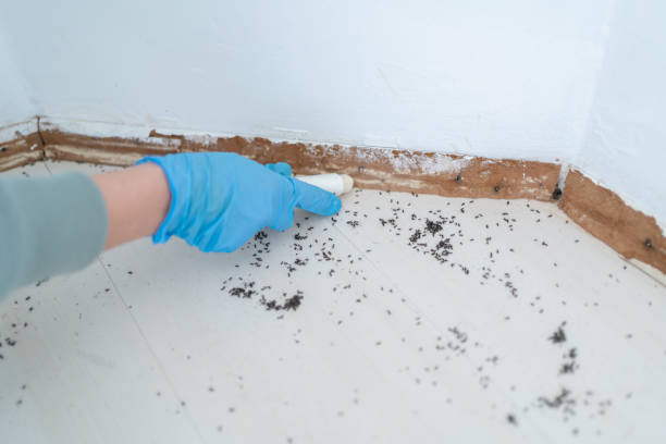 Best Affordable Pest Control Services  in Central High, OK